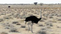 Namibia - Etosha Nationalpark - Gevatter Strauß