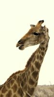 Namibia - Etosha Nationalpark - Hallo