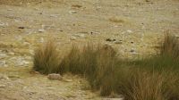 Namibia - Etosha Nationalpark - Löwenversteck