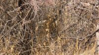 Namibia - Etosha Nationalpark - Leo getarnt