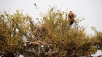 Namibia - Etosha Nationalpark - Raubadler