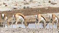 Namibia - Etosha Nationalpark - Springböcke
