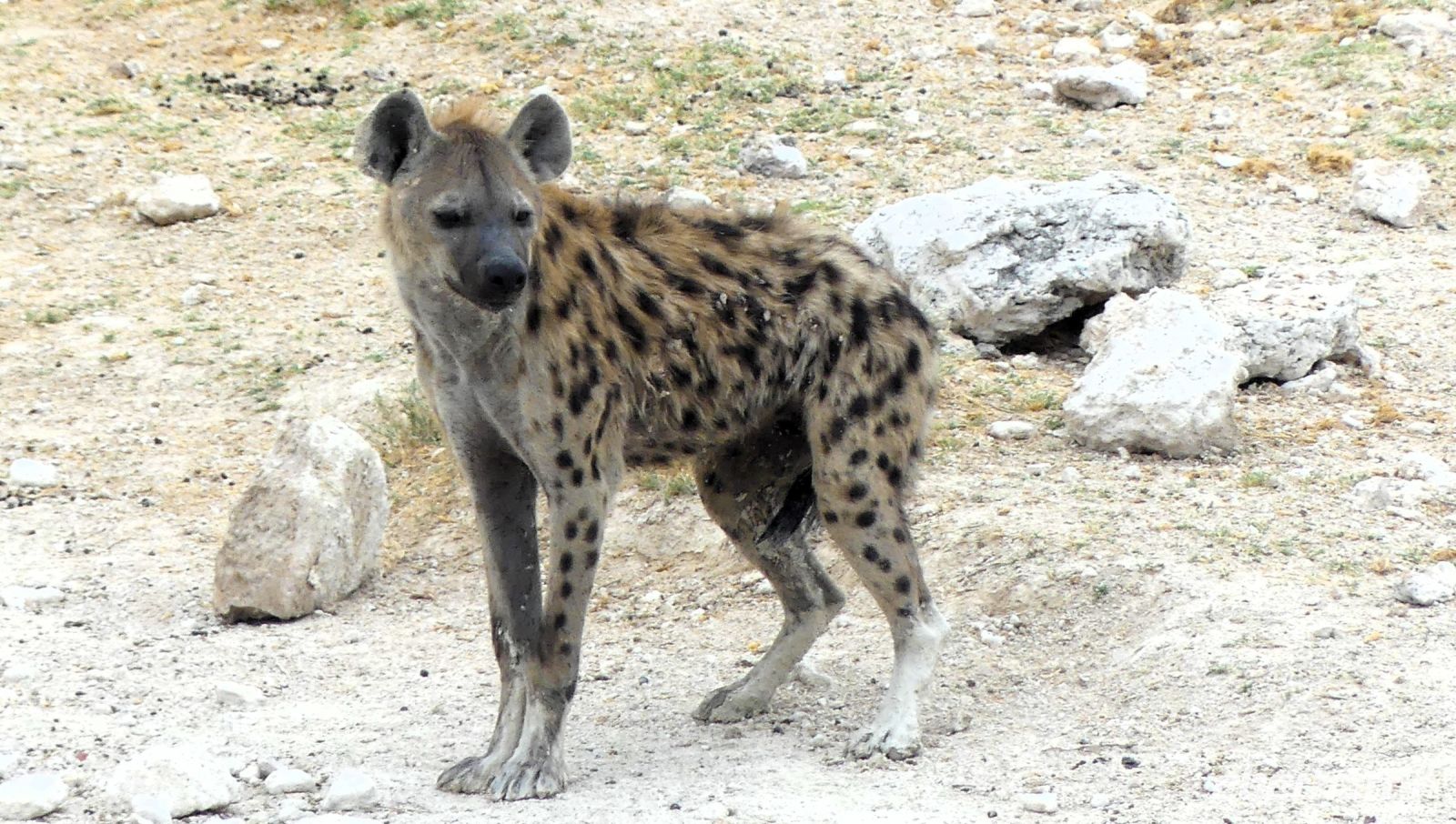 Namibia - Etosha Nationalpark - Tüpfelhyäne
