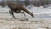 Namibia - Etosha Nationalpark