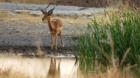 Namibia - Gabus Game Ranch bei Otavi