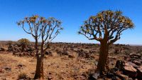 Namibia - Köcherbäume und Bauklötzer der Riesen