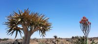Namibia - Köcherbäume und Bauklötzer der Riesen