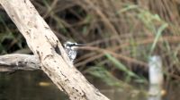 Namibia - Kingfisher