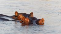 Namibia - Kwando - Pirschfahrt im Bwabwata Nationalpark
