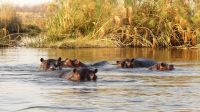 Namibia - Kwando - Pirschfahrt im Bwabwata Nationalpark