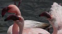 Namibia - Lagune von Walvis Bay - Flamingos