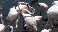 Namibia - Lagune von Walvis Bay - Flamingos