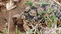 Namibia - Leoparden Schildkröte auf Pad