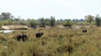 Namibia - Lianshulu Busch Lodge am Kwando - Frühstück mit Elefanten