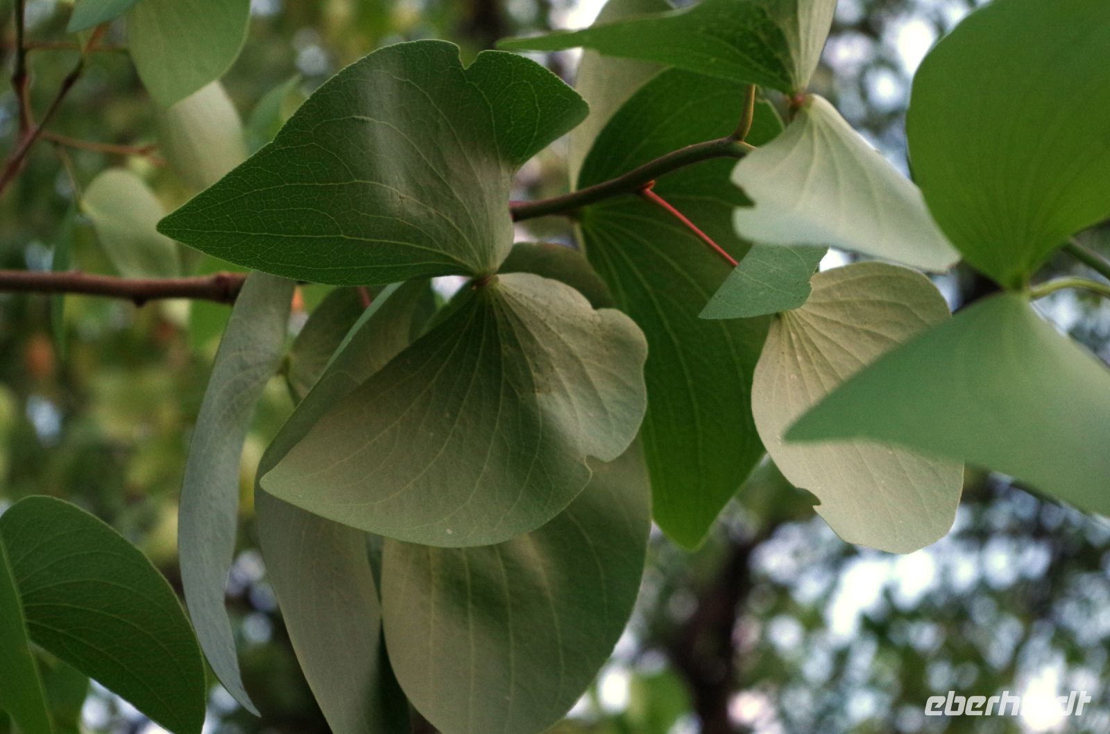 Namibia - Mopane