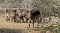 Namibia - Mount Etjo Lodge - Wasserböcke