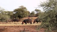 Namibia - Mount Etjo Safari Lodge - Begrüßungskomitee