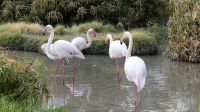 Namibia - Mount Etjo Safari Lodge - Flamingos
