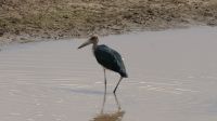 Namibia - Mount Etjo Safari Lodge - Marabu