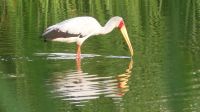 Namibia - Mount Etjo Safari Lodge - Nimmersatt