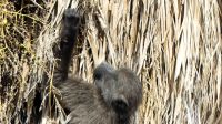 Namibia - Mount Etjo Safari Lodge - Paviane 