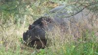 Namibia - Mount Etjo Safari Lodge - schlafendes Hippo
