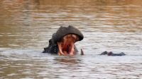 Namibia - Mount Etjo Safari Lodge