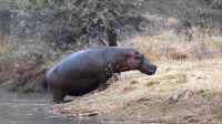 Namibia - Mount Etjo Safari Lodge