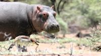 Namibia - Mount Etjo Safari Lodge