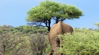 Namibia - Namibia - Nature Drive am Mount Etjo - mitten in der Elefanten-Herde