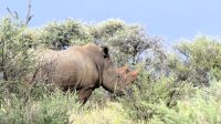 Namibia - Nature Drive am Mount Etjo - Breitmaulnashorn