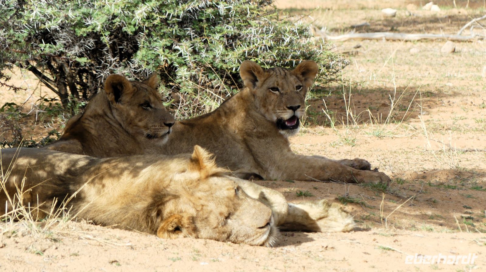 Namibia - Nature Drive am Mount Etjo - Familie Löwe