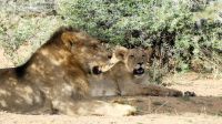Namibia - Nature Drive am Mount Etjo - Familie Löwe