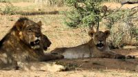 Namibia - Nature Drive am Mount Etjo - Familie Löwe