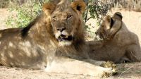 Namibia - Nature Drive am Mount Etjo - Familie Löwe