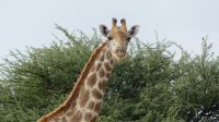 Namibia - Nature Drive am Mount Etjo - Hallo