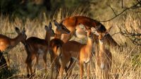 Namibia - Nature Drive am Mount Etjo - Impalas
