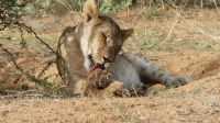 Namibia - Nature Drive am Mount Etjo - Löwen Kid