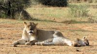 Namibia - Nature Drive am Mount Etjo - Löwen Mama mit Nachwuchs