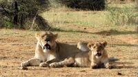 Namibia - Nature Drive am Mount Etjo - Löwen Mama mit Nachwuchs