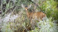 Namibia - Nature Drive am Mount Etjo - Steinbock