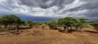 Namibia - Nature Drive am Mount Etjo - faszinierende Landschaft