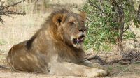 Namibia - Nature Drive am Mount Etjo - junger Löwe (nicht der Papa)