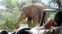 Namibia - Nature Drive am Mount Etjo - mitten in der Elefanten-Herde