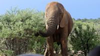 Namibia - Nature Drive am Mount Etjo - mitten in der Elefanten-Herde