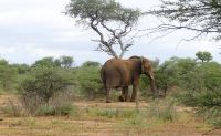 Namibia - Nature Drive am Mount Etjo