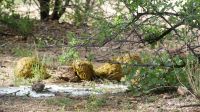 Namibia - Nature Drive am Mount Etjo