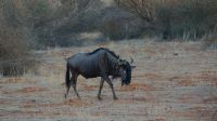 Namibia - Nature Drive in der Kalahari - Streifengnu