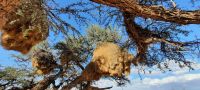 Namibia - Nature Drive in der Kalahari