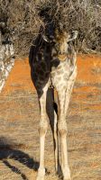 Namibia - Nature Drive in der Kalahari